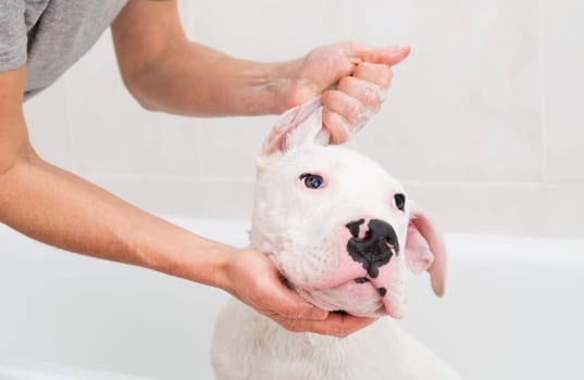 Bubble Bath a lovely dog dogo argentino
