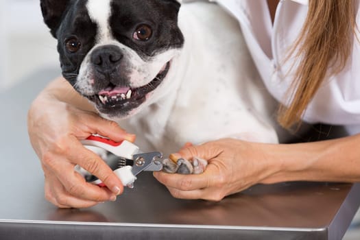French Bulldog in the canine hairdresser cutting his nails
