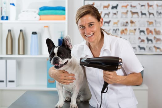 Canine hairdresser in a beauty clinic with French bulldog