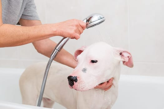 Bubble Bath a lovely dog dogo argentino
