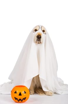 Golden Retriever disguised as a ghost with a Halloween pumpkin