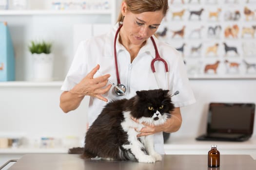 Placing a veterinary vaccine injection to a cat at the clinic