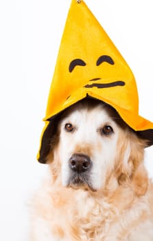 Golden Retriever dog with an orange hat Halloween