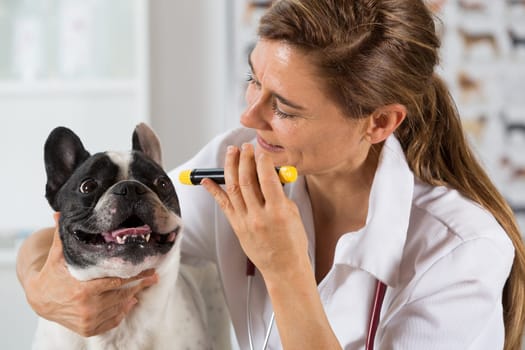 Veterinary inspecting the eyes of a dog French bulldog  in clinic