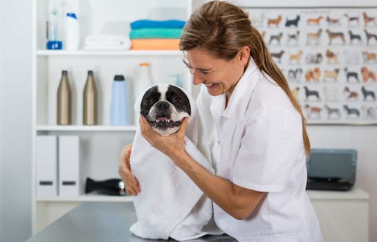 Canine hairdresser in a beauty clinic with French bulldog