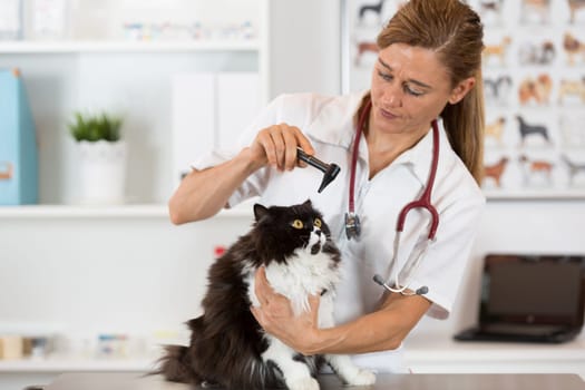 Veterinary inspecting the eyes of a cat in clinic