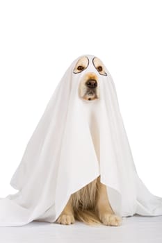 Golden Retriever dog dressed as a ghost