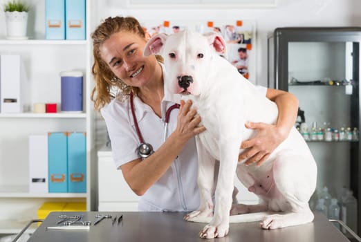 Veterinary by listening to a Dogo Argentino dog in his clinic