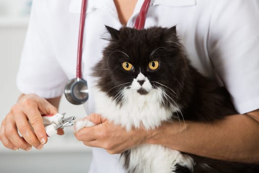 Cat in a veterinary clinic hairdresser cutting nails