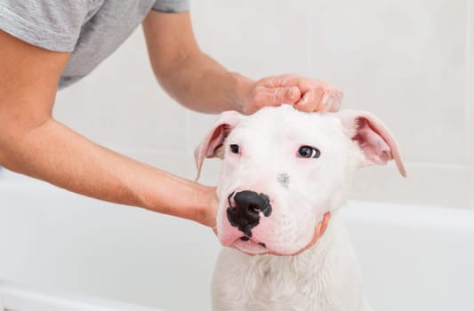 Bubble Bath a lovely dog dogo argentino