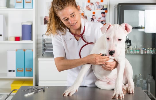 Veterinary by listening to a Dogo Argentino dog in his clinic