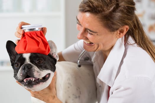 French Bulldog with a cold and a veterinary placing a bag of cold water on the head