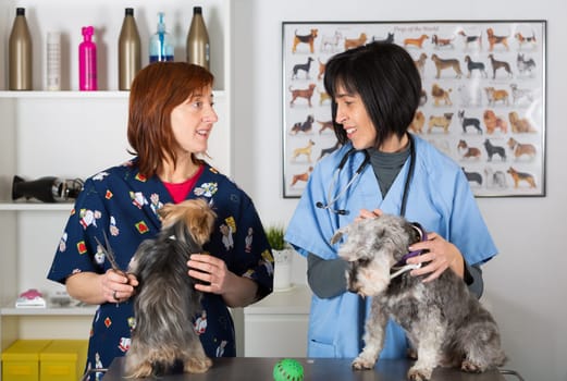Veterinary conducting a review two schnauzer dogs