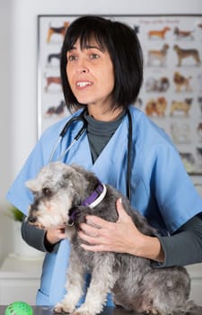 Veterinary performing a dental inspection to a schnauzer mini in clinical