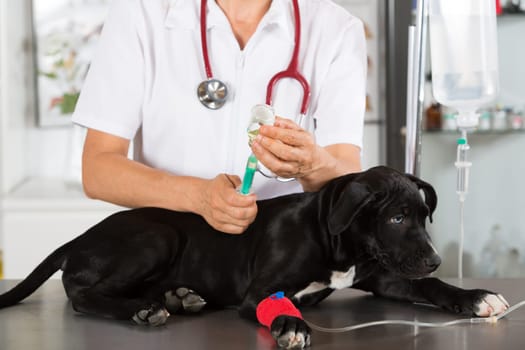 Veterinarian conducting a review with your dog American Staffordshire