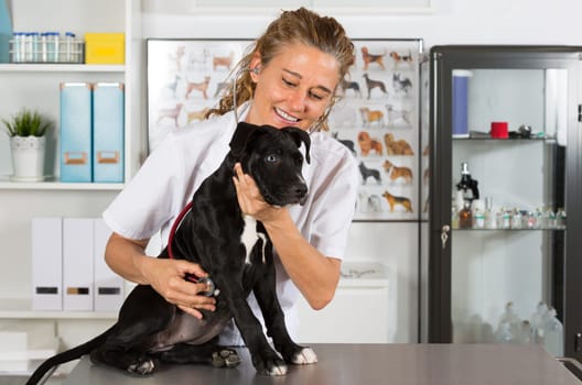 Veterinarian conducting a review with your dog American Staffordshire