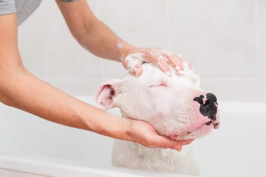 Bubble Bath a lovely dog dogo argentino