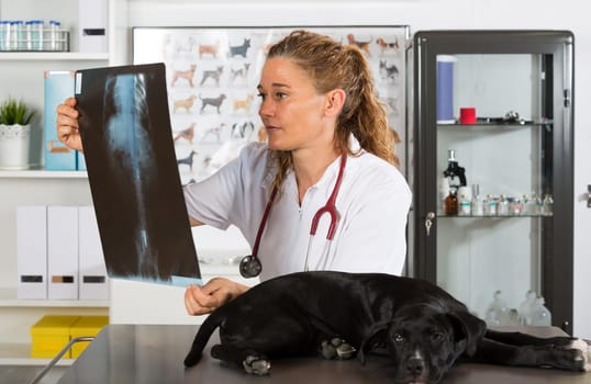 Veterinarian conducting a review with your dog American Staffordshire