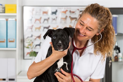 Veterinarian conducting a review with your dog American Staffordshire