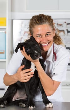 Veterinarian conducting a review with your dog American Staffordshire
