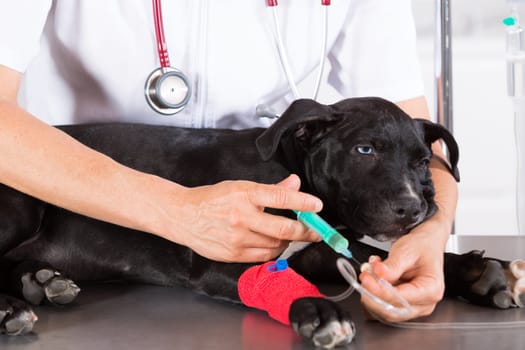Veterinarian conducting a review with your dog American Staffordshire