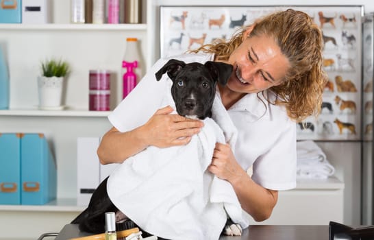 Veterinarian drying your dog American Staffordshire after a bath