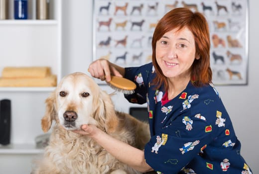 Canine hairdresser in a beauty clinic with Golden Retriever