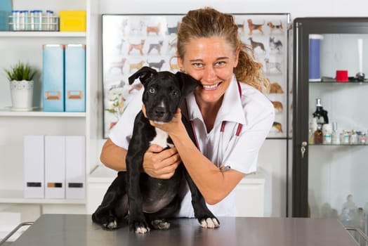 Veterinarian conducting a review with your dog American Staffordshire