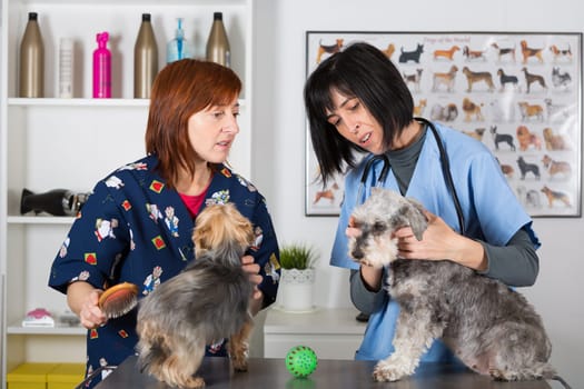 Veterinary conducting a review two schnauzer dogs
