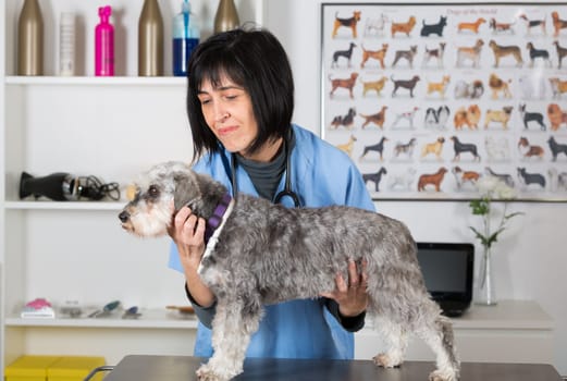 Veterinary performing a dental inspection to a schnauzer mini in clinical