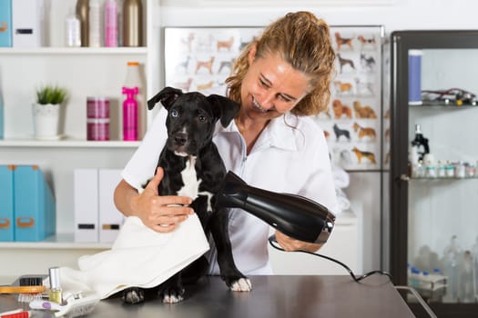 Veterinarian drying your dog American Staffordshire after a bath
