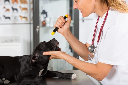 Veterinarian conducting a review with your dog American Staffordshire