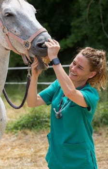 Veterinary great performing a scan to a young mare