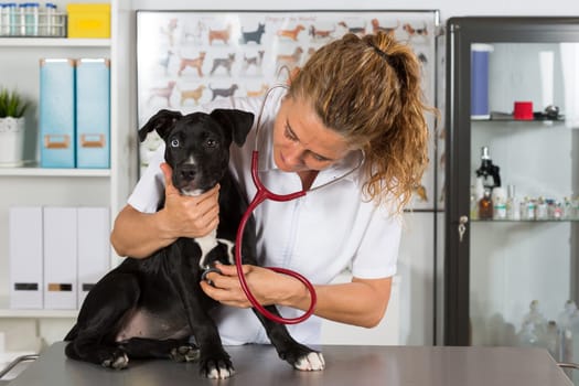 Veterinarian conducting a review with your dog American Staffordshire