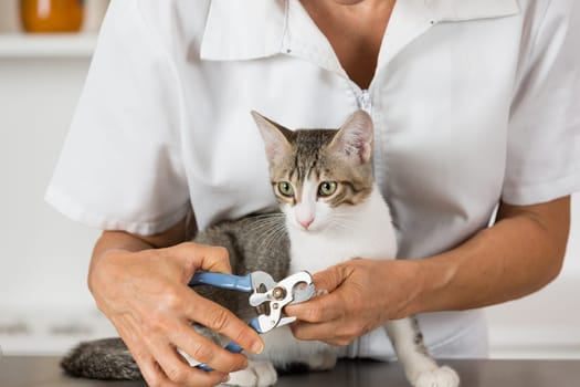 Cat in a veterinary clinic hairdresser cutting nails