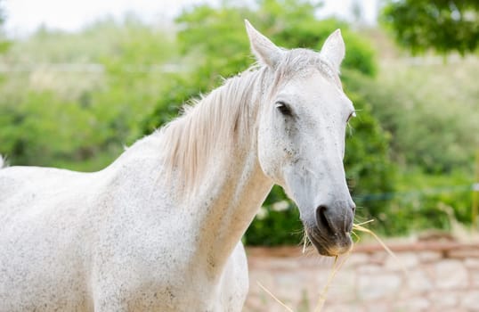 Close-up of a white horse eating straw