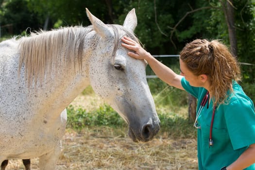 Veterinary great performing a scan to a young mare