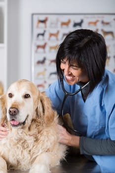 Veterinary performing a dental inspection to a Golden Retriever in clinical