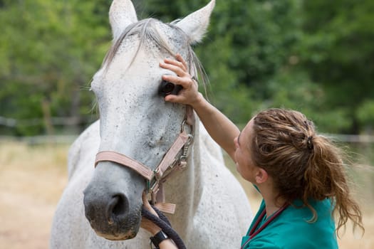 Veterinary performing a visual inspection of a horse on the farm