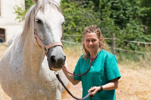 Veterinary great performing a scan to a young mare