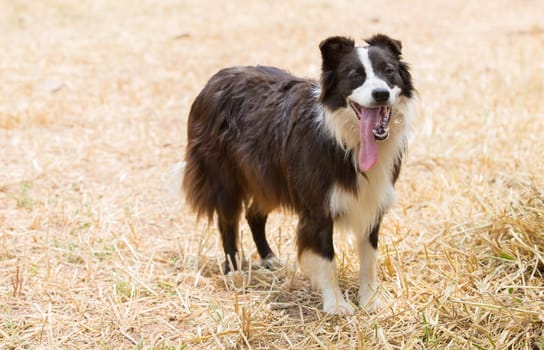Beautiful dog border collie on the farm