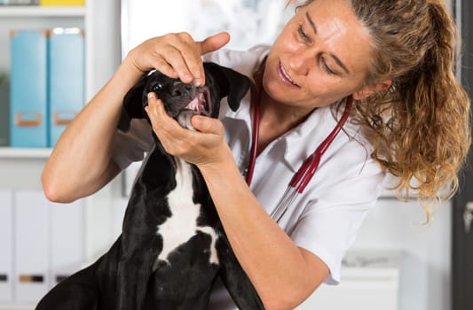Veterinarian conducting a review with your dog American Staffordshire