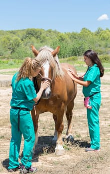 Veterinary horses on the farm doing work of healing