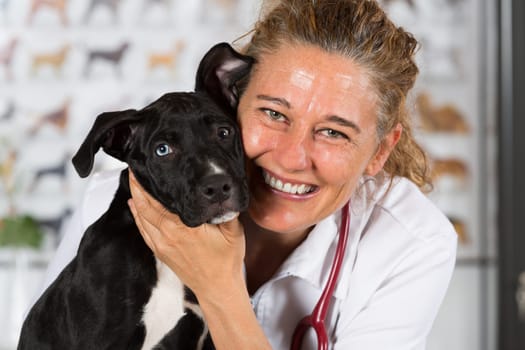 Veterinarian conducting a review with your dog American Staffordshire