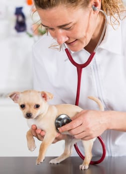 Veterinarian with a chihuahua puppy doing an auscultation