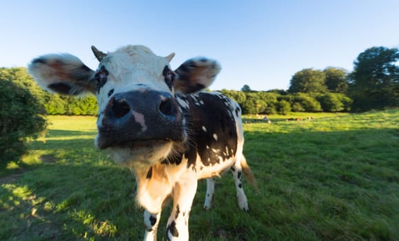 Norman cow grazing in green pastures of France