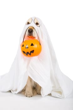 Golden Retriever disguised as a ghost with a Halloween pumpkin