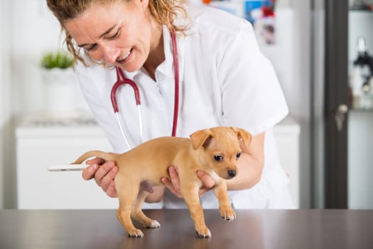 Veterinarian with a Chihuahua puppy taking the temperature