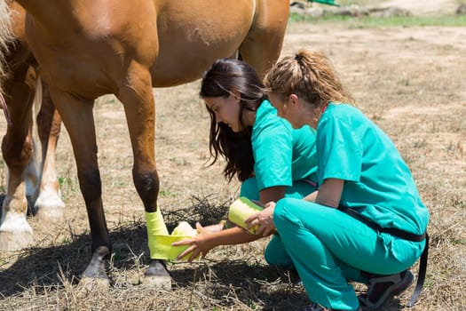 Veterinary horses on the farm doing healing work on one leg
