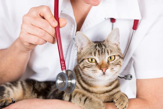 Veterinary clinic and kitten playing with phonendoscope